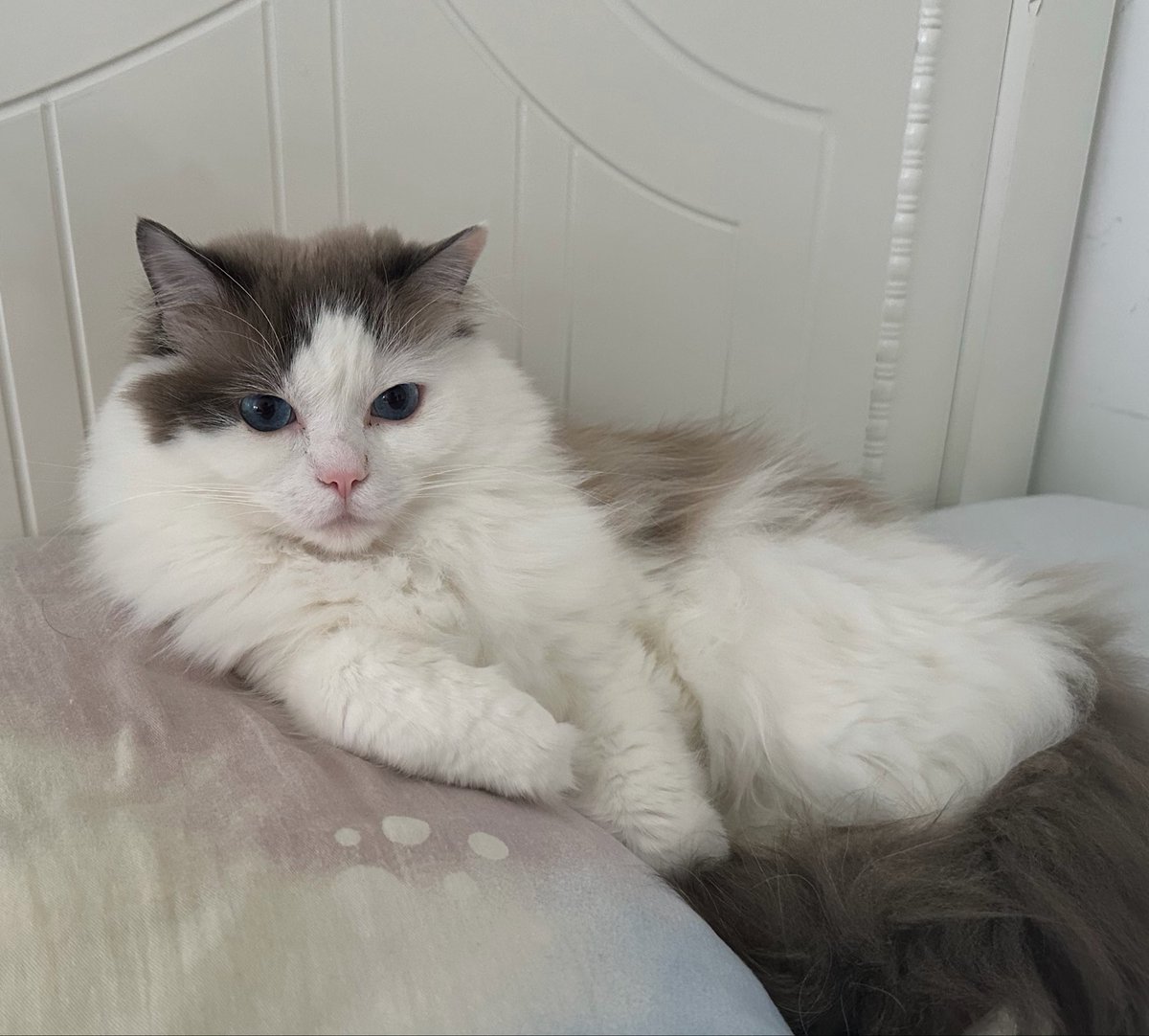 ccseann's tweet photo. enjoying this cozy quiet moment

#FluffyCat #CutePets #PetLovers #CozyVibes https://t.co/uCae3Mlpmi