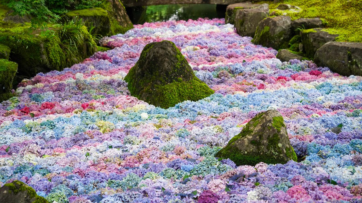 mita3_'s tweet photo. 紫陽花のグラデーション https://t.co/M1sxCgpSth