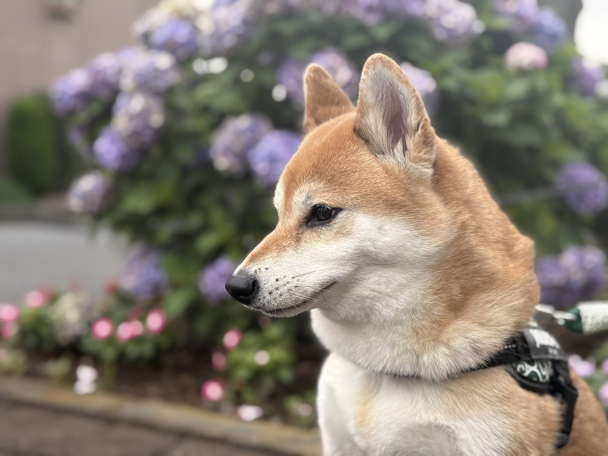 柴犬たび (@tabi20210501) / Posts / X