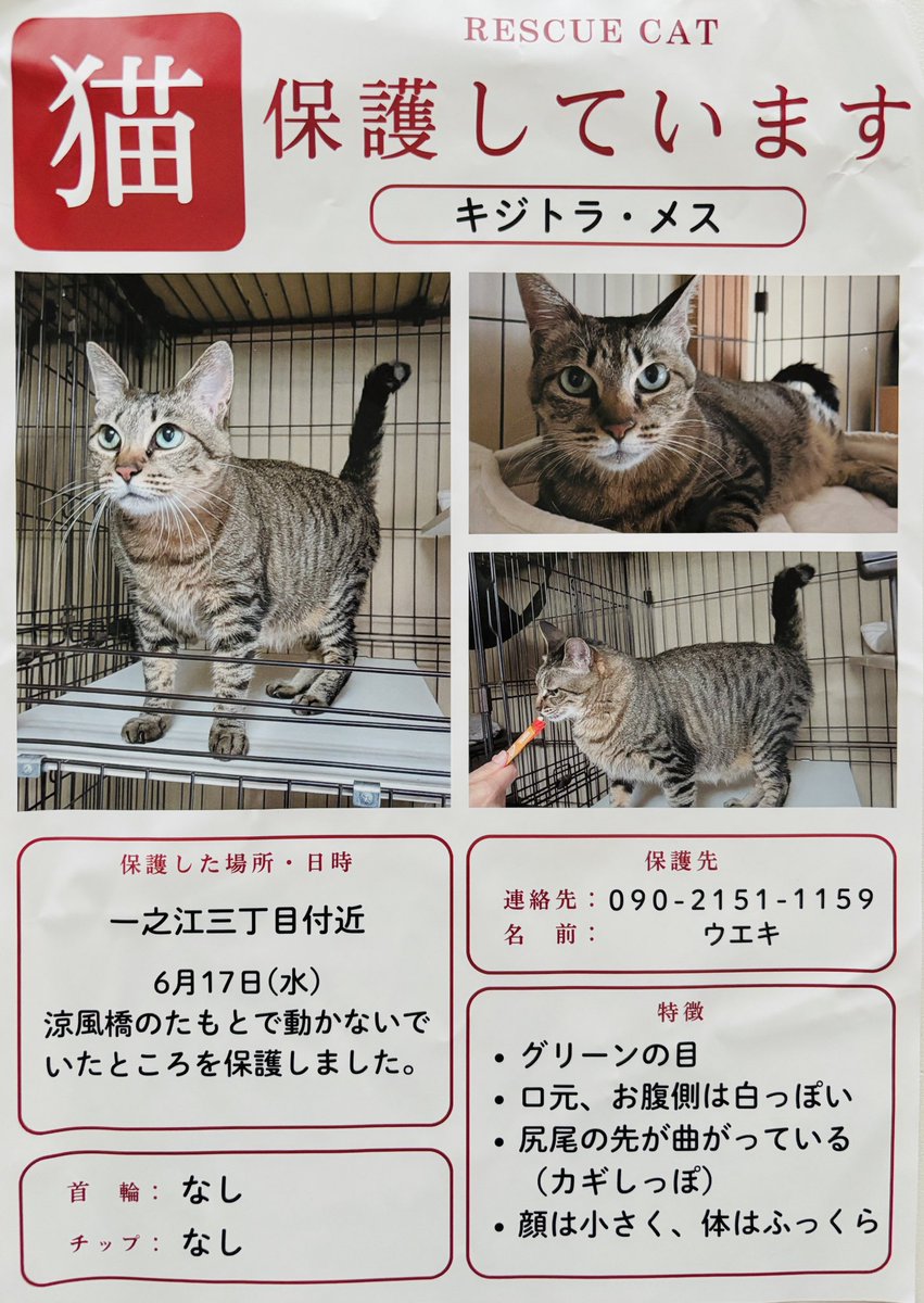 2525everycatday's tweet photo. 【拡散希望】
東京都江戸川区にてキジトラの猫さんが保護されているそうです。
お腹がふっくらしていますが妊娠ではないそう。
飼い主さんに届きますように🙏✨

※チラシ画像ですが了承を得て掲載しています https://t.co/MqmmMsHZqR