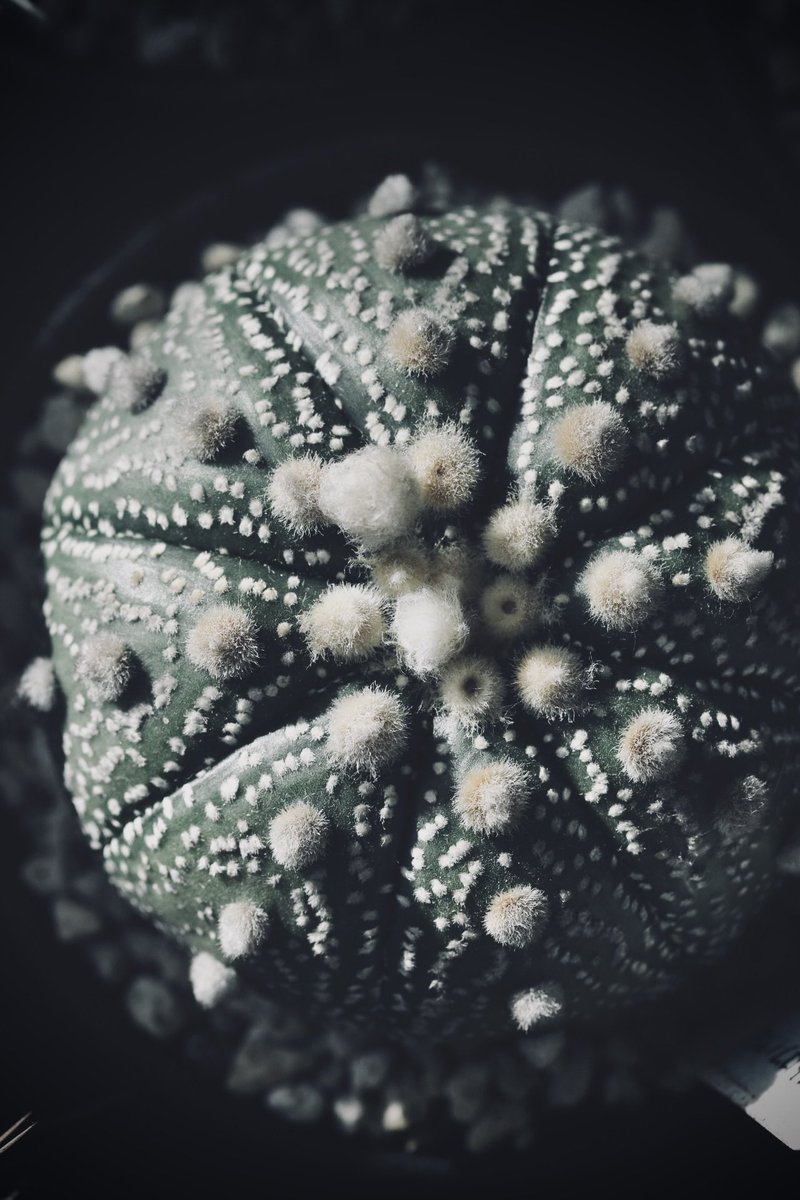 sakazuki_kadan's tweet photo. 一日 お疲れさまでした🪴゛
#アストロフィツム 兜丸
#サボテン #カクタス #多肉植物 #観葉植物 #Astrophytum #Cactaceae https://t.co/VVxbU5yMmX
