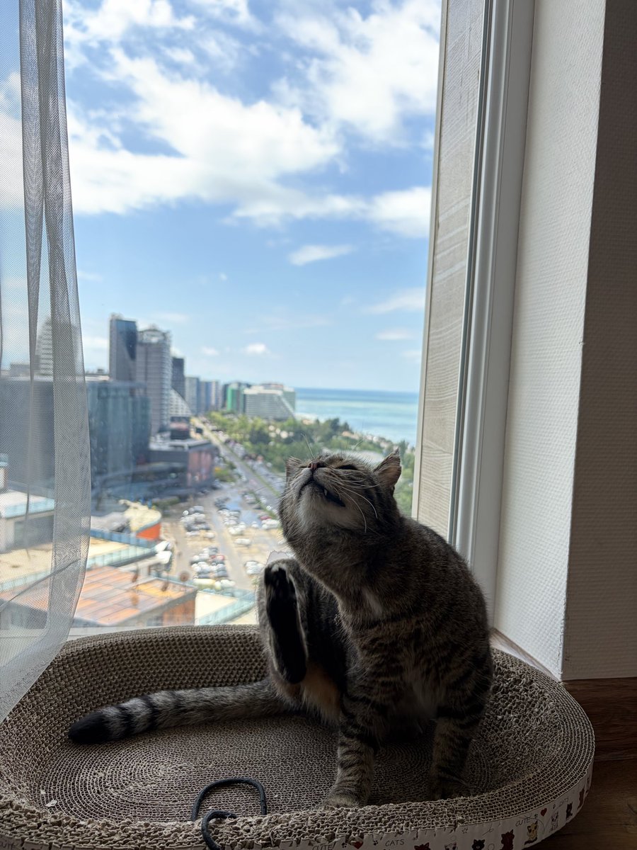 Коть tweet media