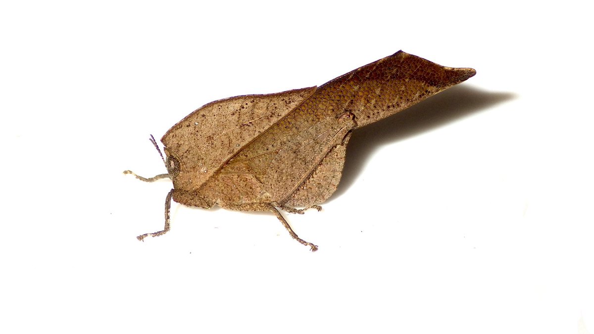 Insect_Bar tweet picture
