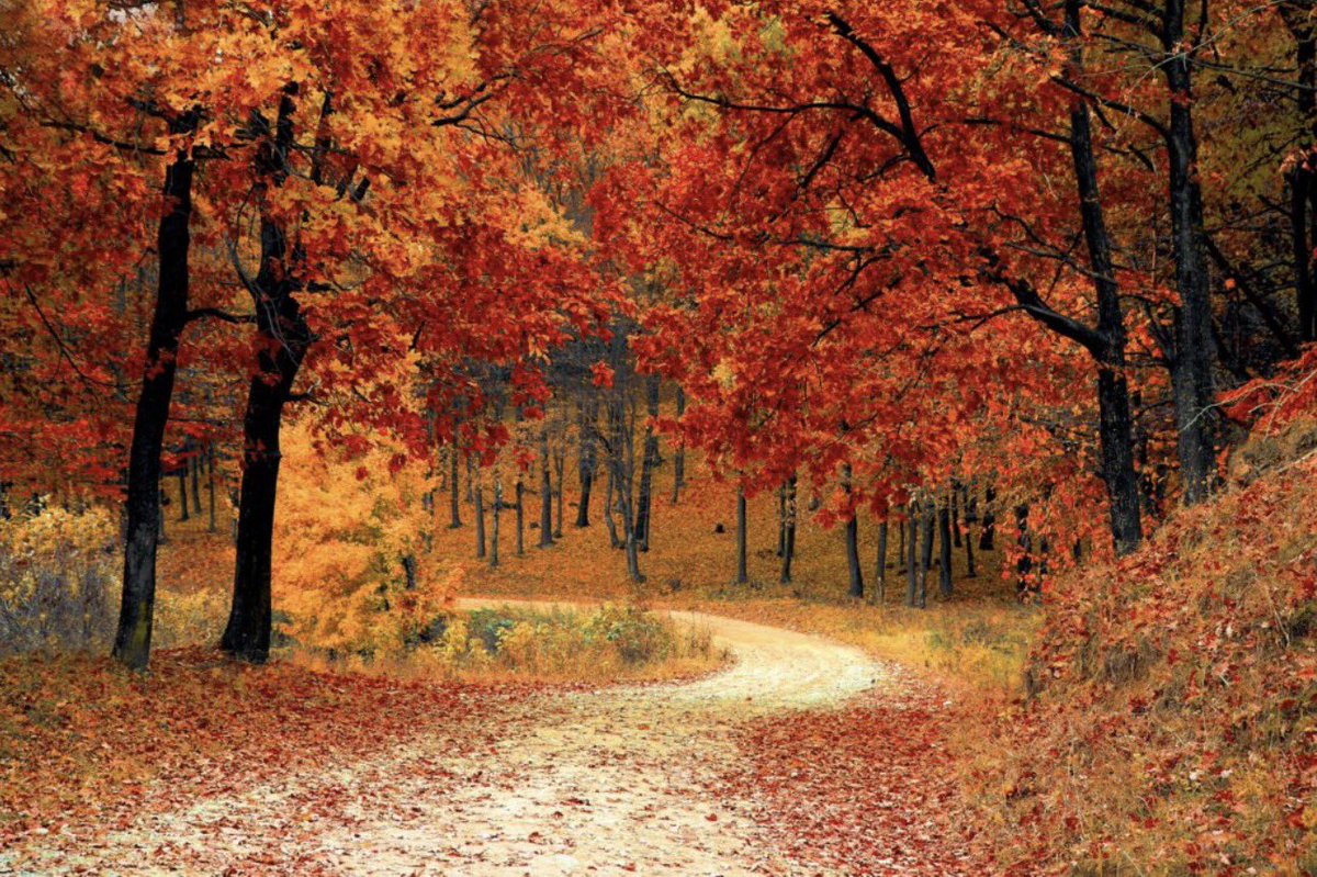 EpGrenier's tweet photo. @FreddyLA7 It’s too bad you’ll miss the leaves changing colors in the Fall in New England. https://t.co/P5YuOyBDLs