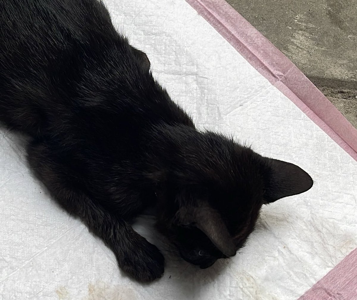 Seadrunker's tweet photo. Fly high anak cantik anak baik, sekarang udh ga sakit lg porsche💔 https://t.co/7lNl2LGeUa