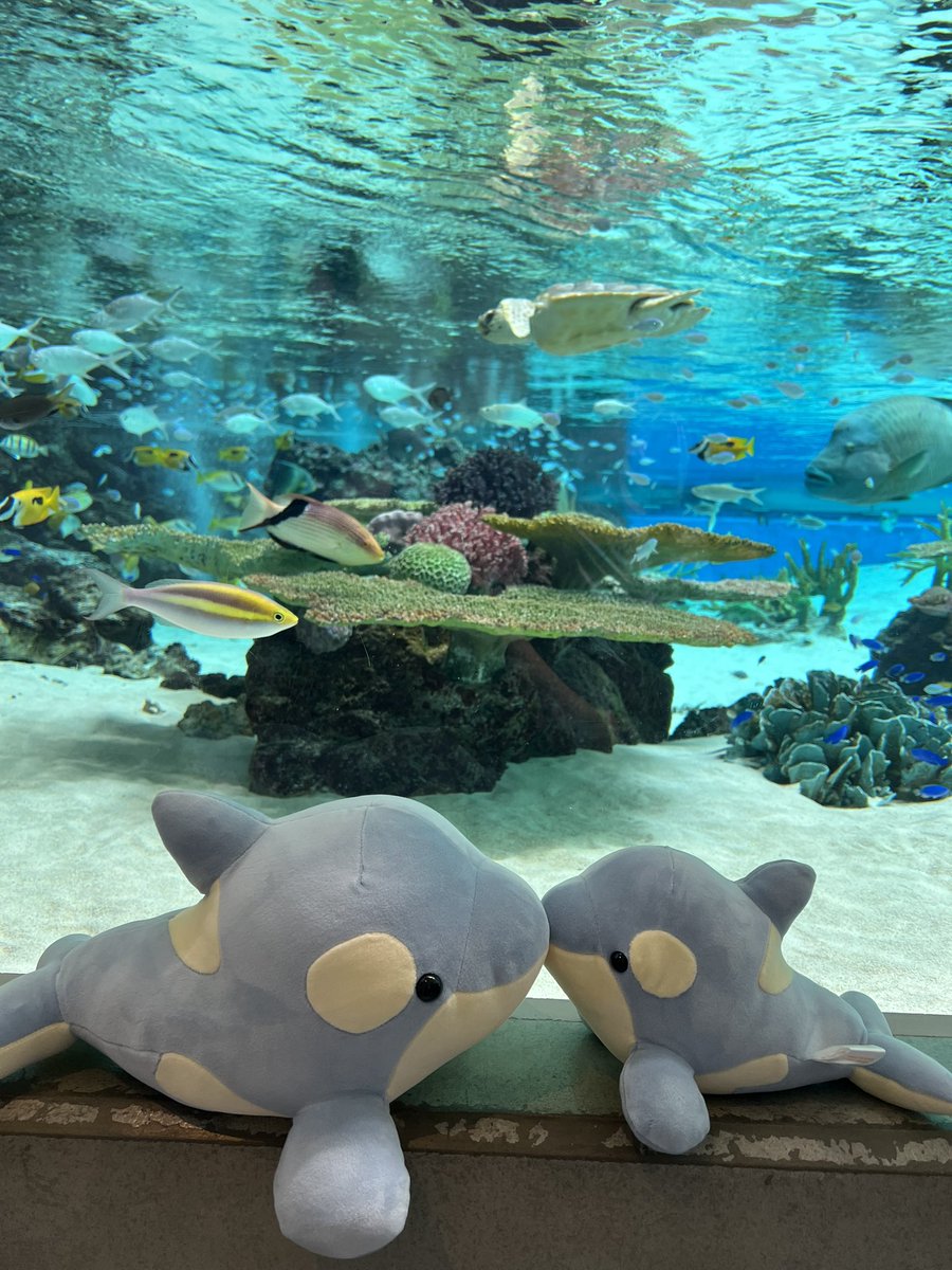 jun_kk2822's tweet photo. 須磨シー🐠
オルカショーはいつ見ても迫力凄くて感動🥹
ベビも魚達しっかり見てて可愛かった💕
だんだん分かってきたのかな？🤭
オルカくじは3等4等🫍✨
2周年記念カラー可愛い🩵 https://t.co/bakIRiVEgG