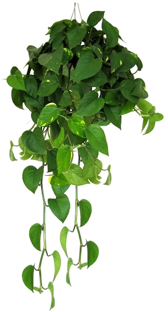 ReinanFernande1's tweet photo. Quick tip: Water your pothos when the top 2 inches of soil feel dry—low-maintenance and great for fresh air! https://t.co/rZKIKZBRMA