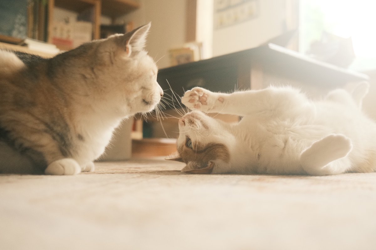 yotaroom's tweet photo. なんだかすごく良いねこねこ写真が撮れた… https://t.co/mlN7R7UrYO