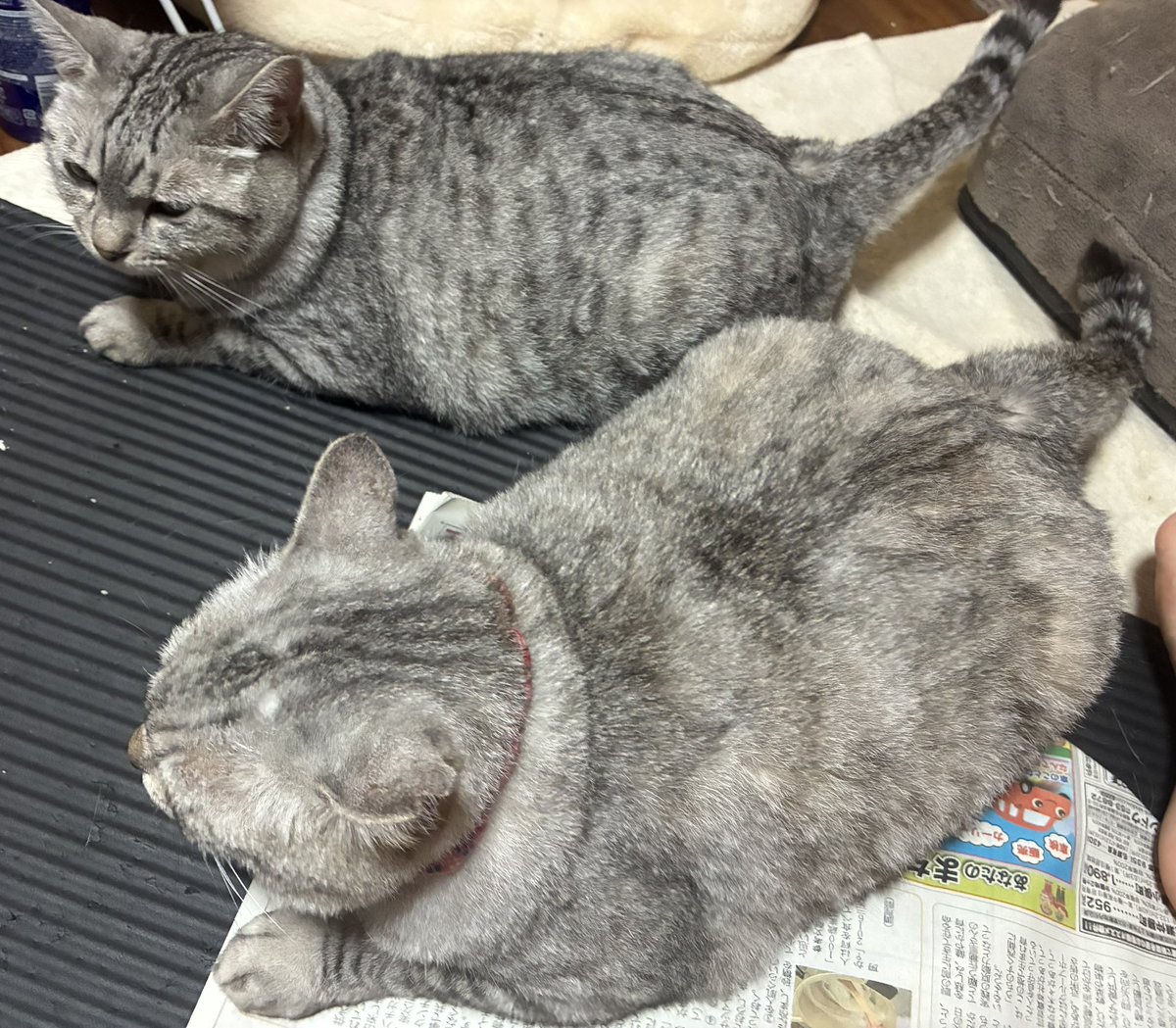 himeginjo's tweet photo. みﾆｬさんこんにちは😺🔮
激腹痛ポストではお騒がせしまして🙇‍♀️その後体調も崩さず元気です✌️昨日たまたま大家さんにお茶に誘われ（同じ敷地内にお住まい）救急車呼ぶか悩んだ話をしたところ、そんな時は夜中でも連絡してとありがたいお言葉🥺✨
出かける支度をしてると寄ってきた親子👸🩵
＃サバトラ https://t.co/V32oBhId5l