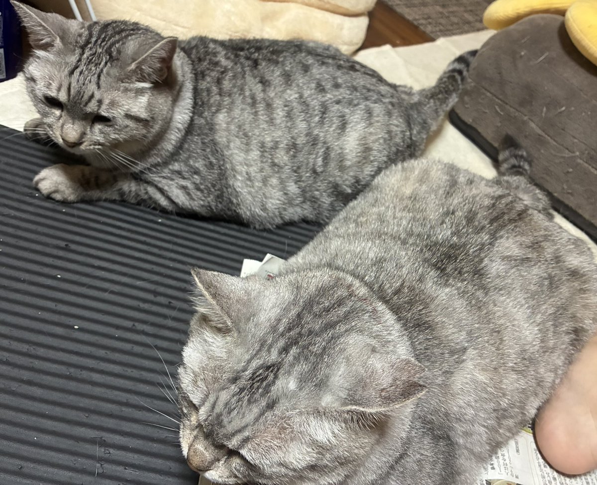 himeginjo's tweet photo. みﾆｬさんこんにちは😺🔮
激腹痛ポストではお騒がせしまして🙇‍♀️その後体調も崩さず元気です✌️昨日たまたま大家さんにお茶に誘われ（同じ敷地内にお住まい）救急車呼ぶか悩んだ話をしたところ、そんな時は夜中でも連絡してとありがたいお言葉🥺✨
出かける支度をしてると寄ってきた親子👸🩵
＃サバトラ https://t.co/V32oBhId5l