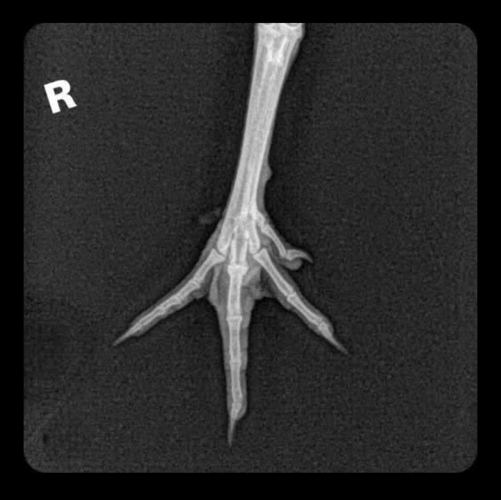 McintoshTracker's tweet photo. @mjfree Stolen valor...
As always...
Made to attend a military school because he was such an arsehole the parents couldn't control him...
Uses photo to convince gullible Maga he was in the ACTUAL military 
Lucky someone found his bones spurs x-ray.. https://t.co/Hn2hLzw3Eg