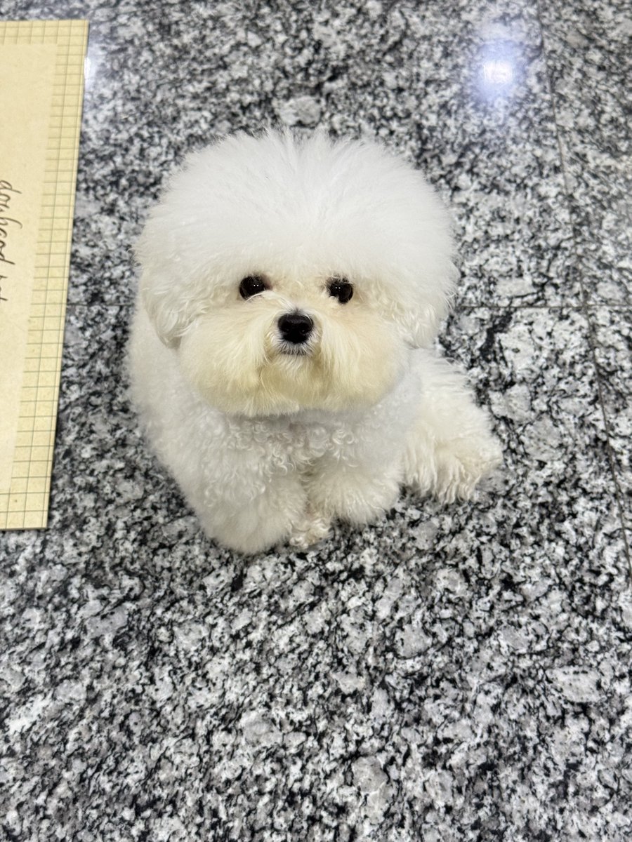 Kanomcakebichon's tweet photo. จะมีใครคิดถึงหนูบ้างไหมน้า🥺 https://t.co/qUOpgg59OB