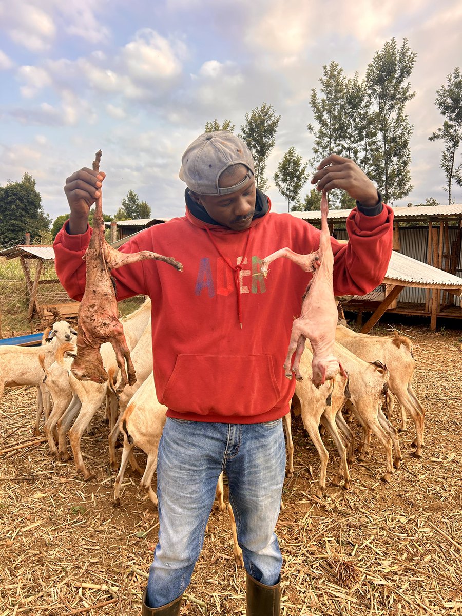 Fredmunene_'s tweet photo. If giving up was an option today, I would have given up.

Where do grown men go to hide and cry?

In less than four months, I have lost five goat kids through miscarriages. Today, my heart is broken. 💔 https://t.co/LkBDS2jg2s