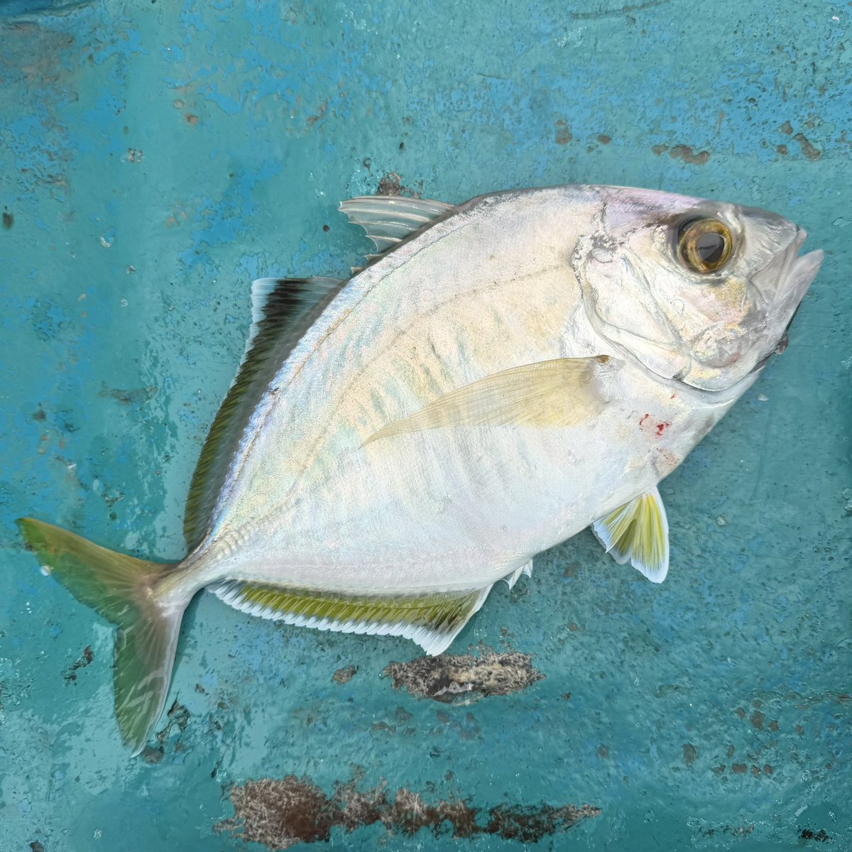 span21's tweet photo. 人生初魚種「カイワリ」 https://t.co/ahf7jKzYHx