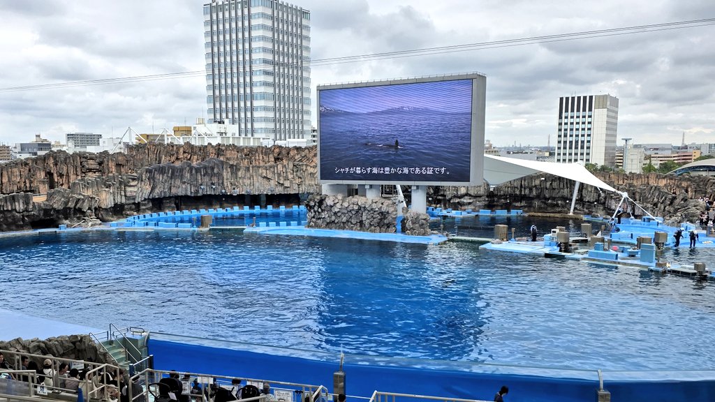 NEXT4053's tweet photo. 家族の為に50分前から1人で、
イルカショーの席を確保してる笑
パパしてるわ～笑 https://t.co/AR7h8g3Quf