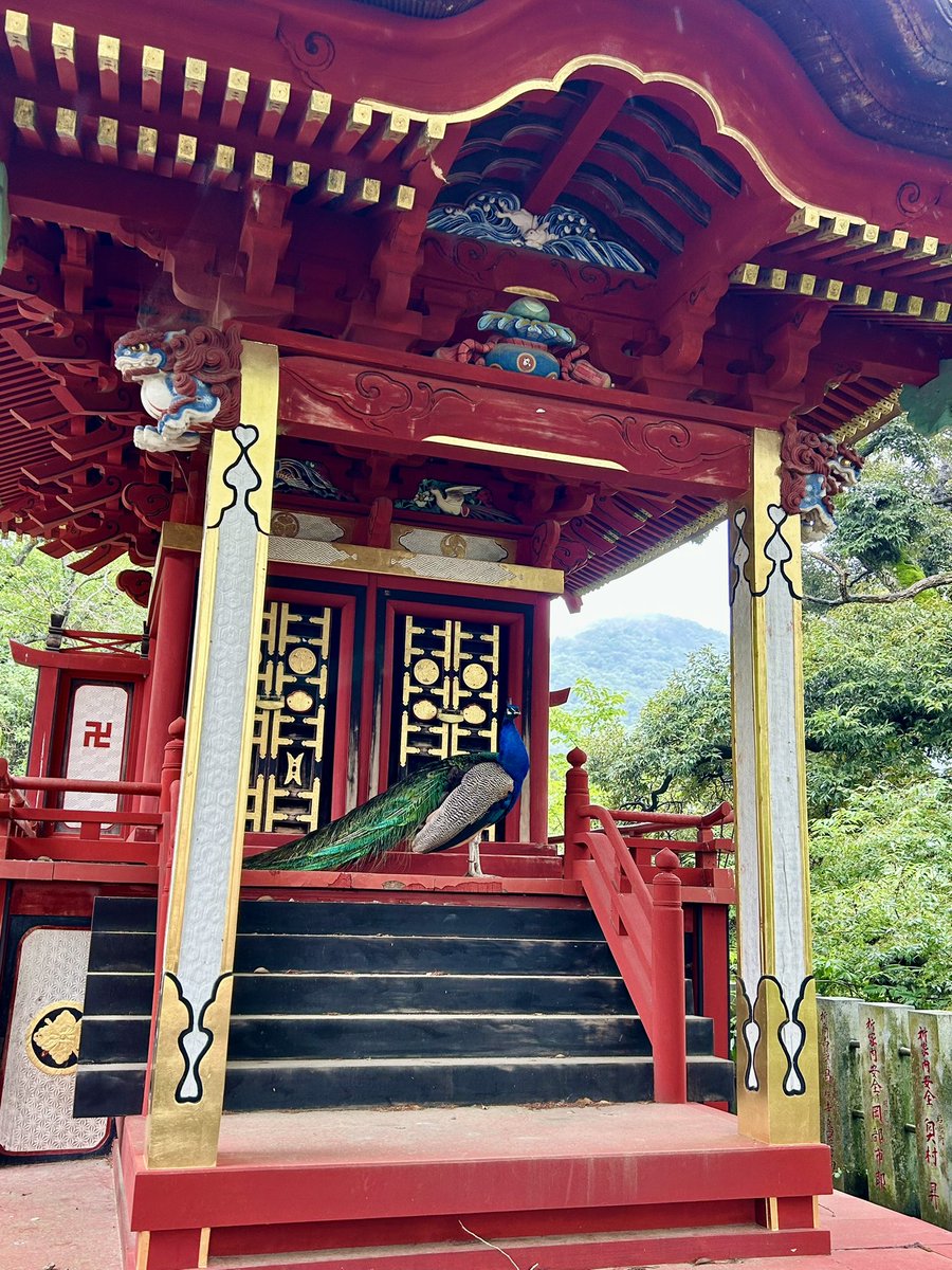 hasiko_HSMT's tweet photo. 雨引観音で奇跡的な瞬間に遭遇したから見て欲しい🦚 https://t.co/wxihm07PUr