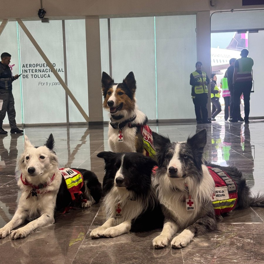 SoyOtraAriana's tweet photo. Mientras una naricita húmeda siga olfateando, prevalecerá la esperanza ✨🐕❤️ #VenezuelaNoEstáSola https://t.co/6EkFiCQDUQ