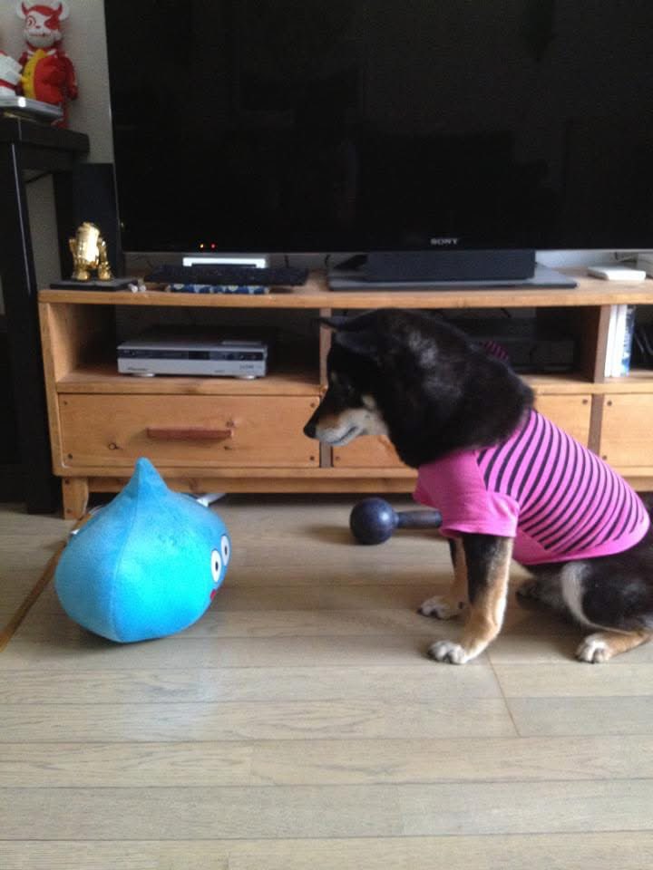 twi_hiro's tweet photo. @AmoNaoko コレかな？と思ったけどもっと作りが良さそうですね。ちゃんと丸い。虎徹が昔レベル上げに使ってました。 https://t.co/5hbl9td93Y