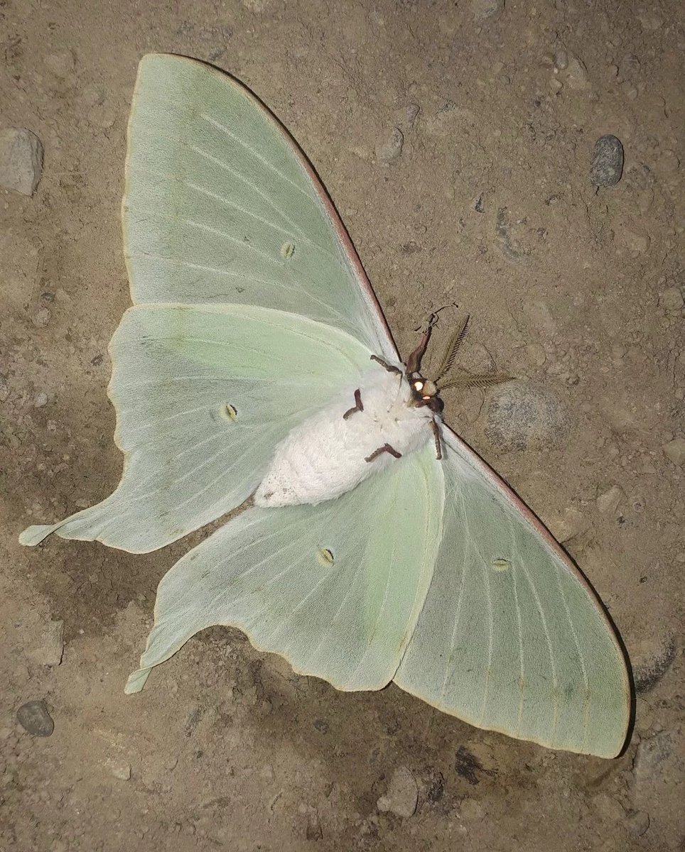 motheinsect's tweet photo. just laying and playing around https://t.co/gePYOXcOV0