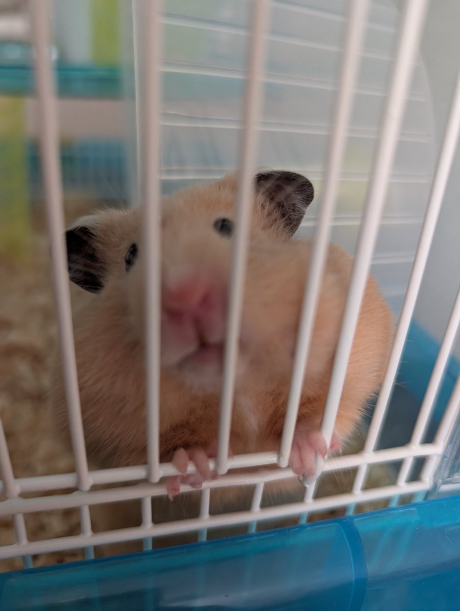 chamu_KINGS's tweet photo. 最近の可愛いるるちゃん🐹 https://t.co/h82WHMOYbU