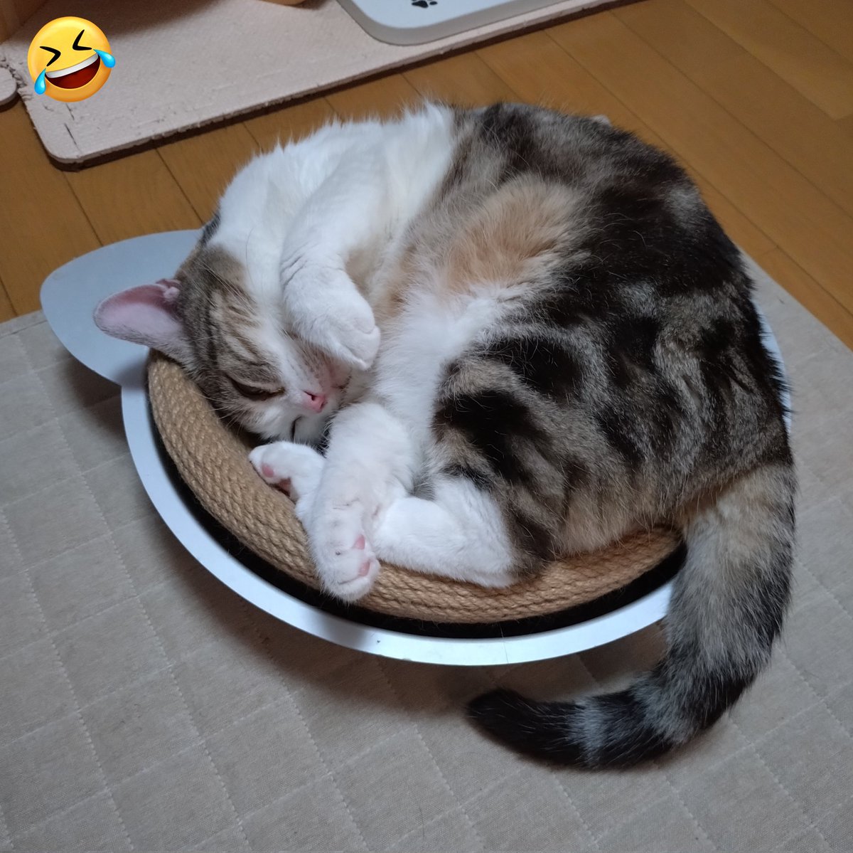 chubby0825's tweet photo. 小さくまとまってるww
開きアンモニャイト？

#猫 #猫のいる暮らし #チャビー #猫の寝姿 https://t.co/s4x5pOfIKj