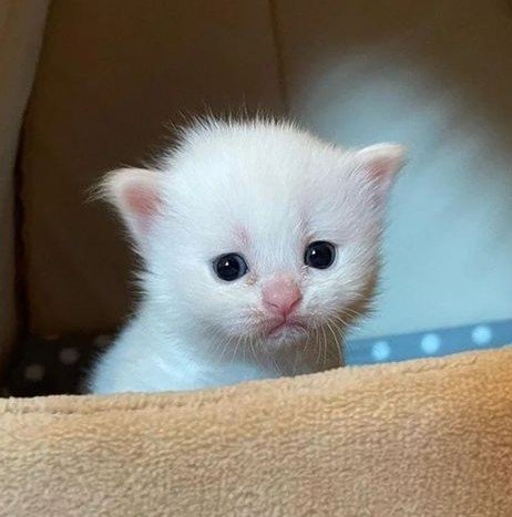 kei 🧁🦭 tweet media