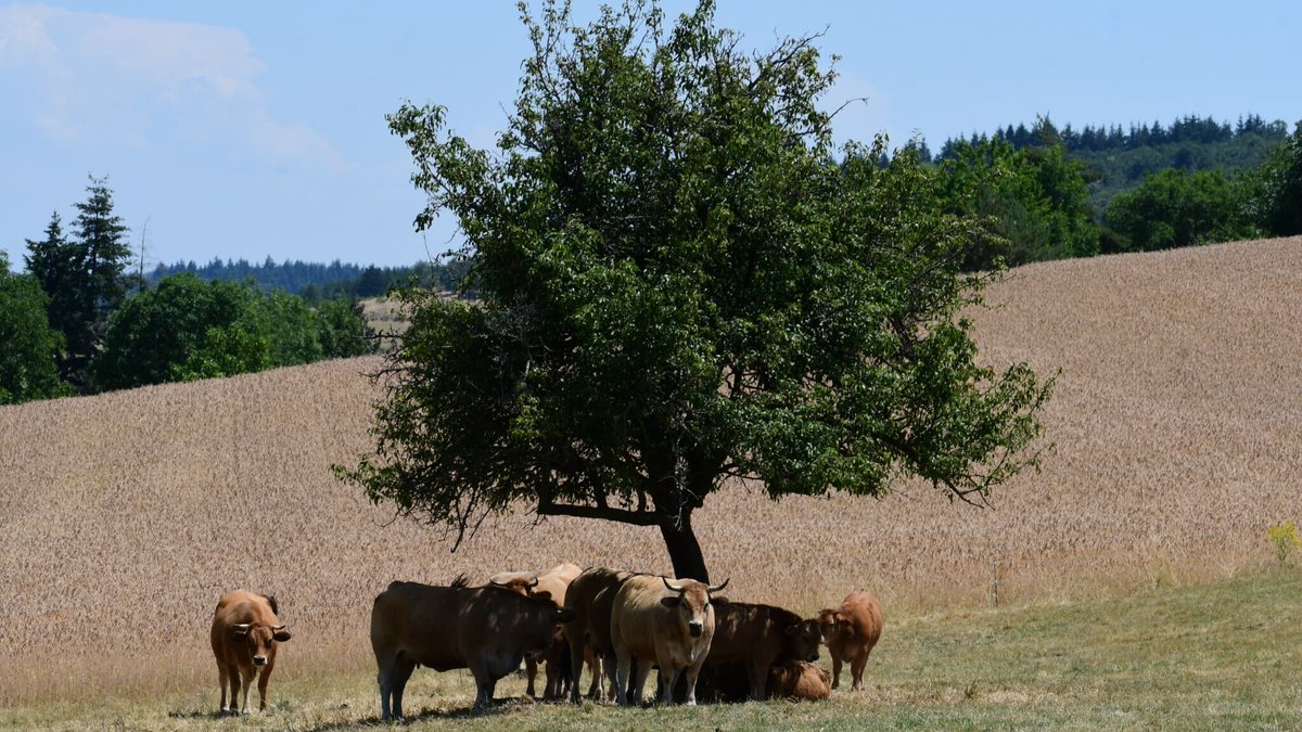 RMCInfo's tweet photo. 🔴 Ventilation à 10.000 €, euthanasie et avortement chez les bêtes... Comment la canicule ébranle cet agriculteur ► https://t.co/9uRf1O57xu https://t.co/CddeKyBOyt