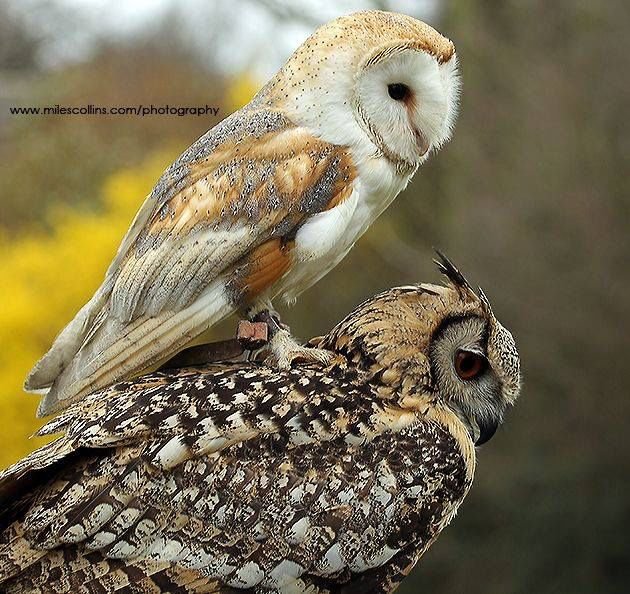 owltwting's tweet photo. stacked https://t.co/NAKJ0879Za