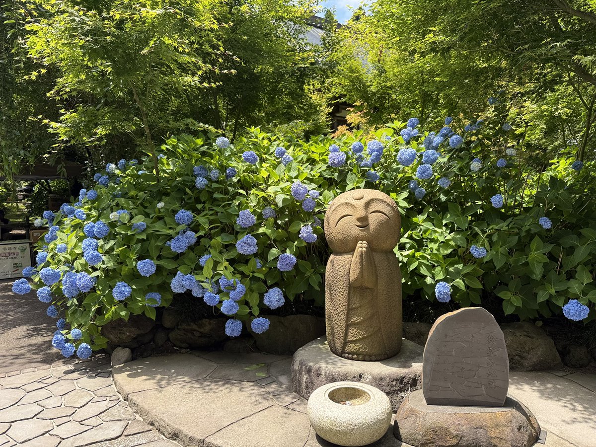 disney_jack's tweet photo. 『死ぬまでに行きたい！世界の絶景』に選ばれた紫陽花で有名な男鹿の雲昌寺に行ってきました
ここの紫陽花は青一色です
本堂の天井がとっても綺麗でした✨
動画をアップしましたので良かったら見て下さい😊 https://t.co/mK6q7lcRZY