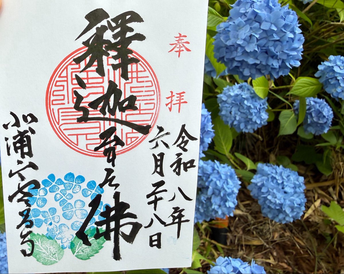 disney_jack's tweet photo. 『死ぬまでに行きたい！世界の絶景』に選ばれた紫陽花で有名な男鹿の雲昌寺に行ってきました
ここの紫陽花は青一色です
本堂の天井がとっても綺麗でした✨
動画をアップしましたので良かったら見て下さい😊 https://t.co/mK6q7lcRZY