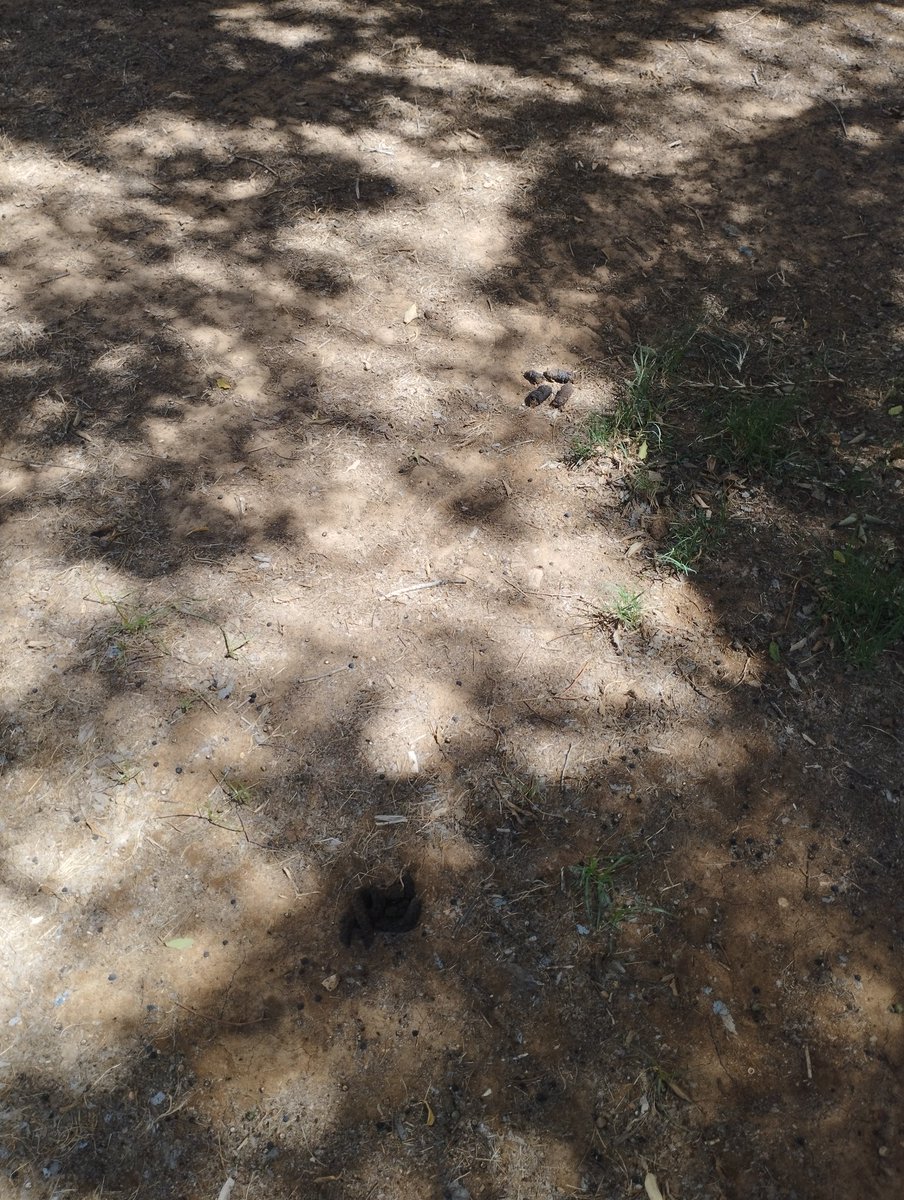 granchapo747's tweet photo. @jlsanzalcalde Y para cuando va a hacer algo en el parque de La Rosaleda. Esto es un cacacan constante. Es injusto lo que tenemos que aguantar los vecinos . Cuando pondrán parterres? Cuando césped? https://t.co/BDW1sEROhs