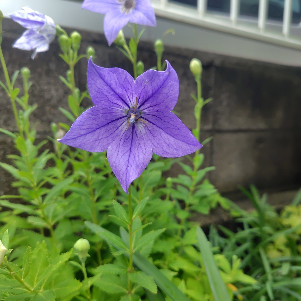 ume_93's tweet photo. 紫と白の花が揃って華やかです！
アガパンサスと桔梗が揃って咲き進んでいて見頃となっています❀
桔梗は紫も白も良いのですがやっぱり絞りが好きです😊 https://t.co/xDsEspAgvM