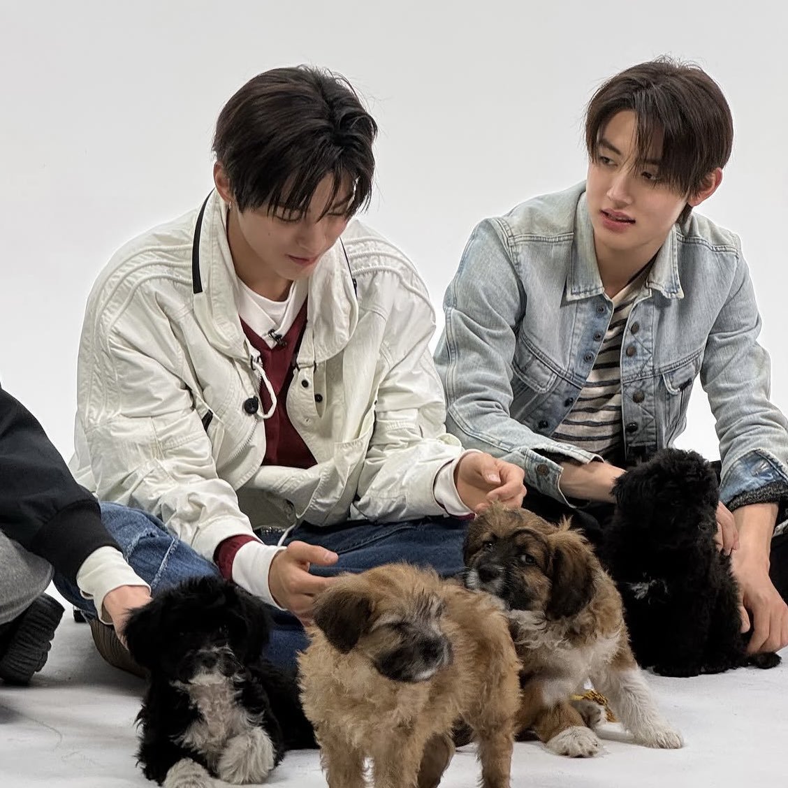 zva_naww's tweet photo. halo seonghyeon aku punya 2 pertanyaan ok?
1. itu yang kamu lihat puppy nya APA YANG BAJU PUTIH ITU YA?
2. itu kamu lihatnya pake mata APA PAKE PERASAAN YA? 

tolong di jawab ya bapak seonghyeon 🙏🏻🙏🏻 https://t.co/dfhUG3O0UV