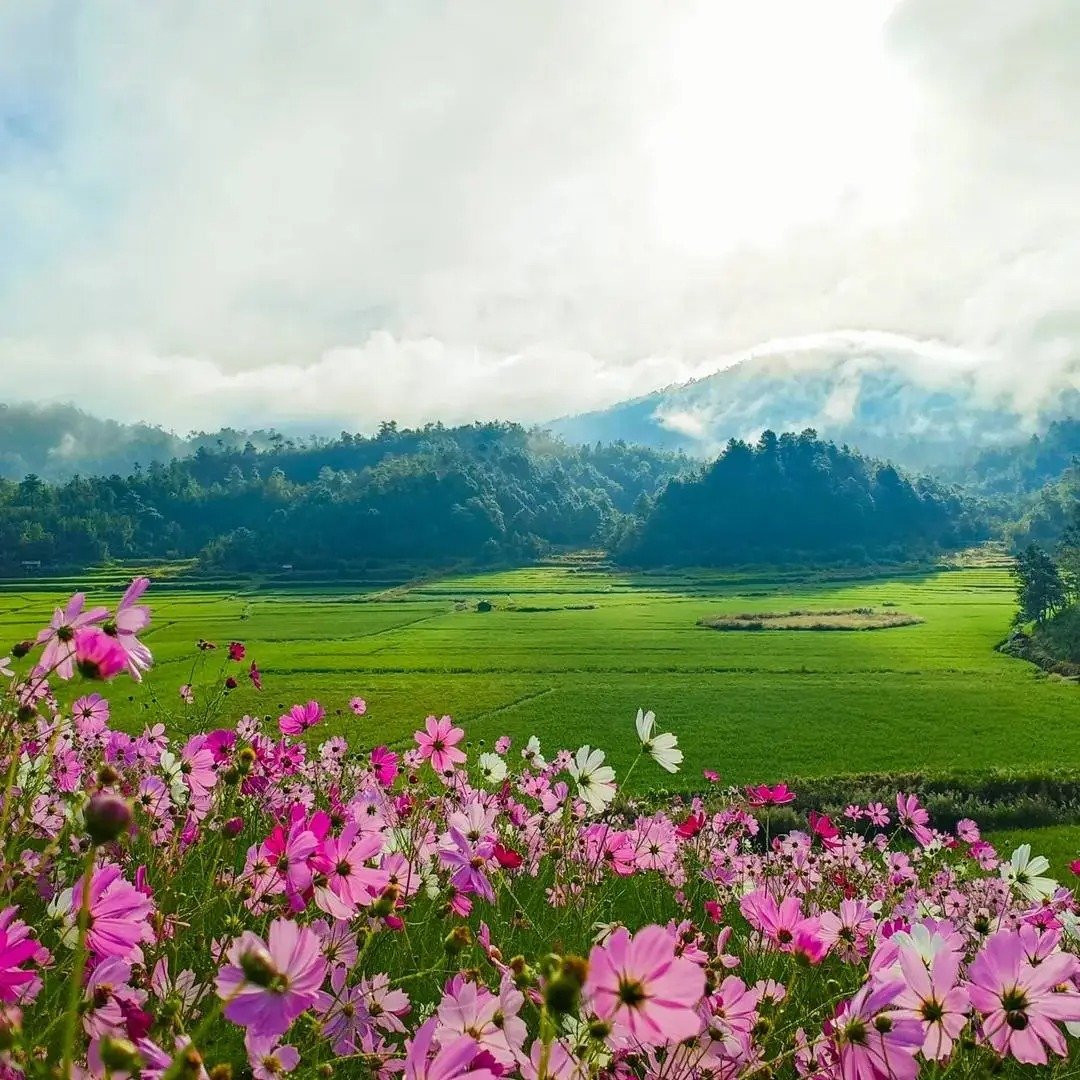 Nomad_IndX's tweet photo. >A little piece of heaven on Earth.🌸🍄
📍Cosmos bloom in champhai -MIZORAM https://t.co/DZj7RKFFv4