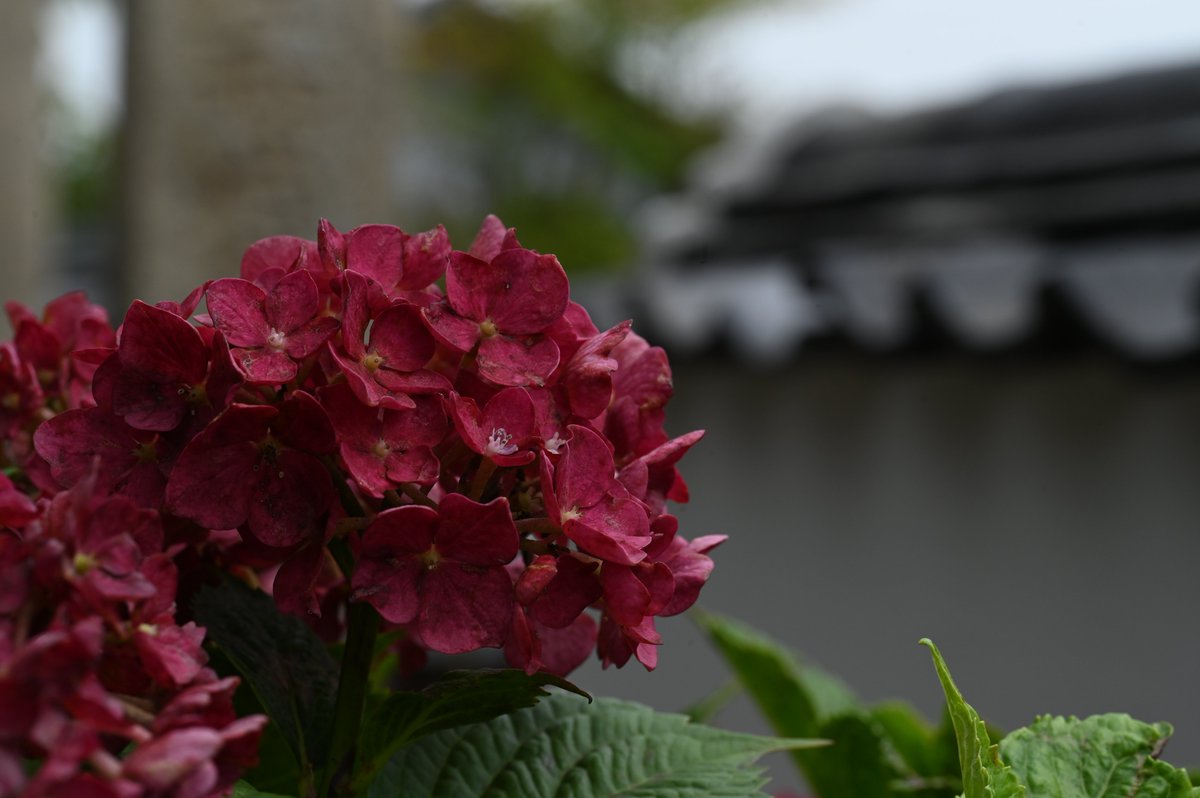 odak17877370's tweet photo. 尾道・持光寺 https://t.co/9WTg9t33zM