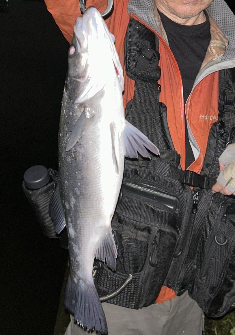 AchtGong's tweet photo. 昨晩の釣果🎣
台風明けの爆釣期待して雨上がってすぐ行ってみましたが同サイズのシーバス2本でした🐟️ちなルアーはスネコン90とSBロデム14 https://t.co/EcrGR2k52q