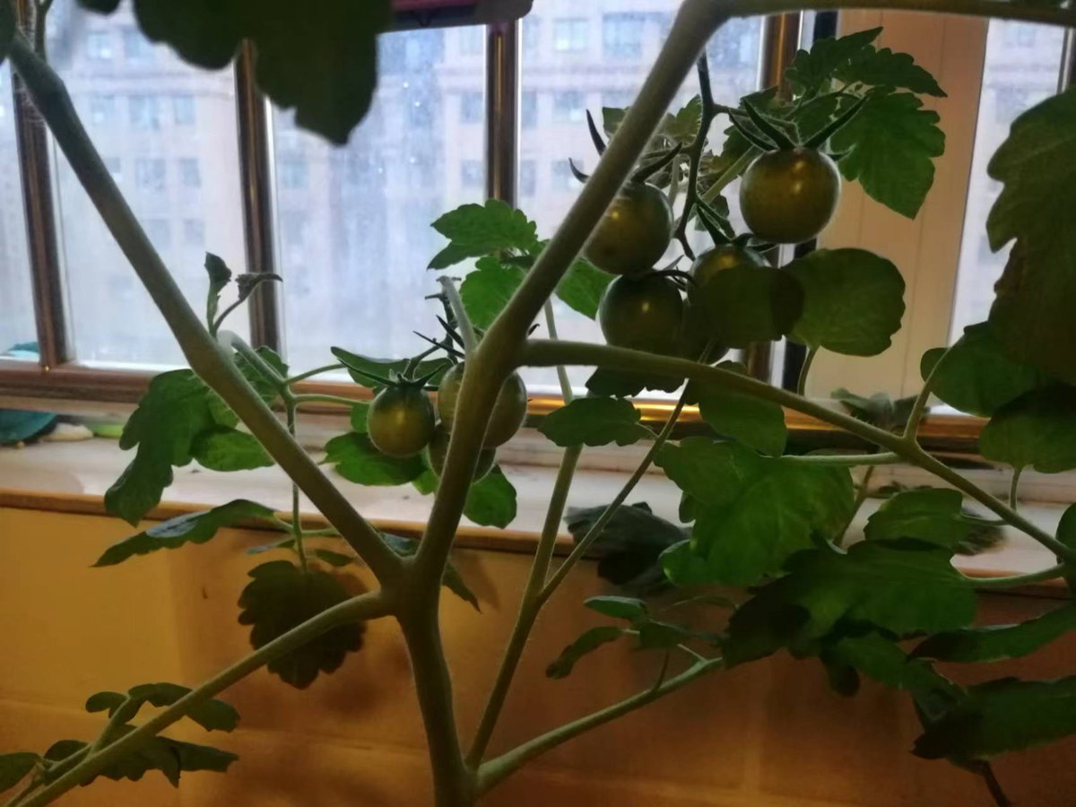 AndreColleecst's tweet photo. My tiny apartment balcony turned into a veggie patch this month! Fresh tomatoes and herbs taste way better than store-bought—small changes = big joys. https://t.co/R7Q6hJHEmV