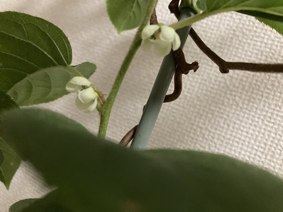 DaXdama's tweet photo. 開花！
1. バジル
2. ジャーマンカモミール
3. ペピーノ　茄子に似ている
4. 大実サルナシは5/8撮

#ガーデニング #園芸 https://t.co/EJBOolGp2m