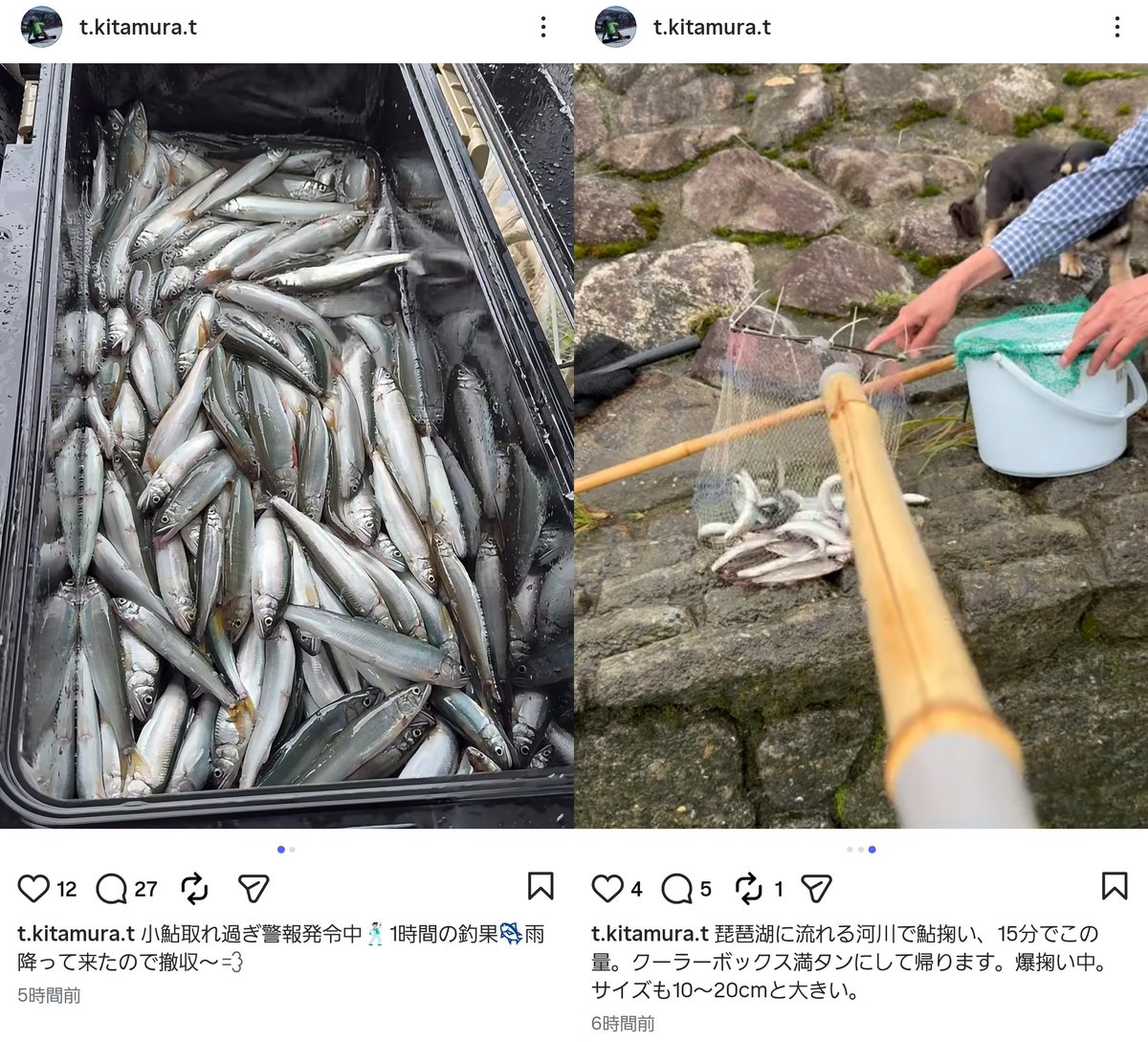 ポンジちゃん tweet media