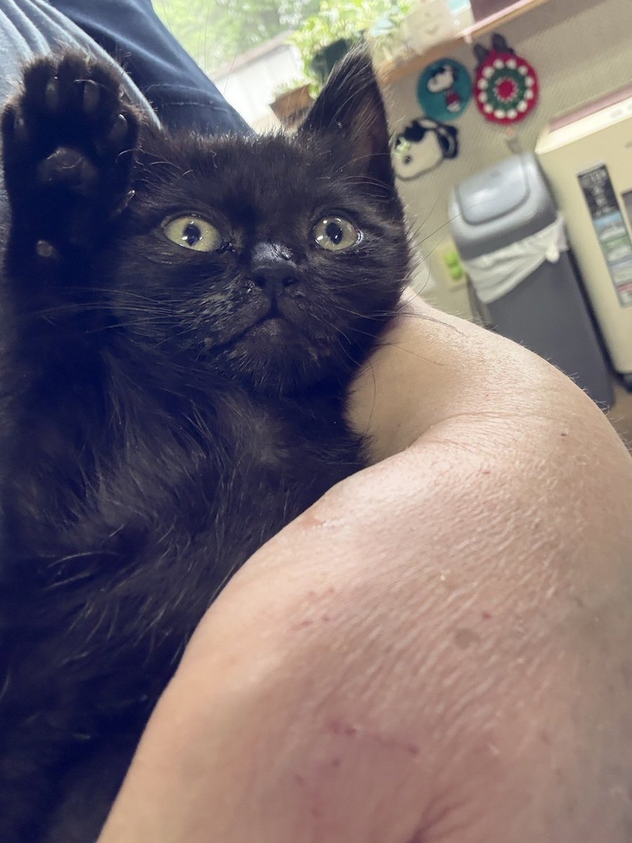 karls1899suzuki's tweet photo. 子猫を保護して1週間が過ぎ、子猫も元気になって来ました。
オシッコやうんちも出来る様になりました。
ご飯や抱っこをして欲しい時も全力で鳴いてくれます。
瀕死状態の子がこんなに元気になるとは想像もできませんでした。
今はただ、順調に成長してくれる事を願っています。 https://t.co/NS0k5MVIBu