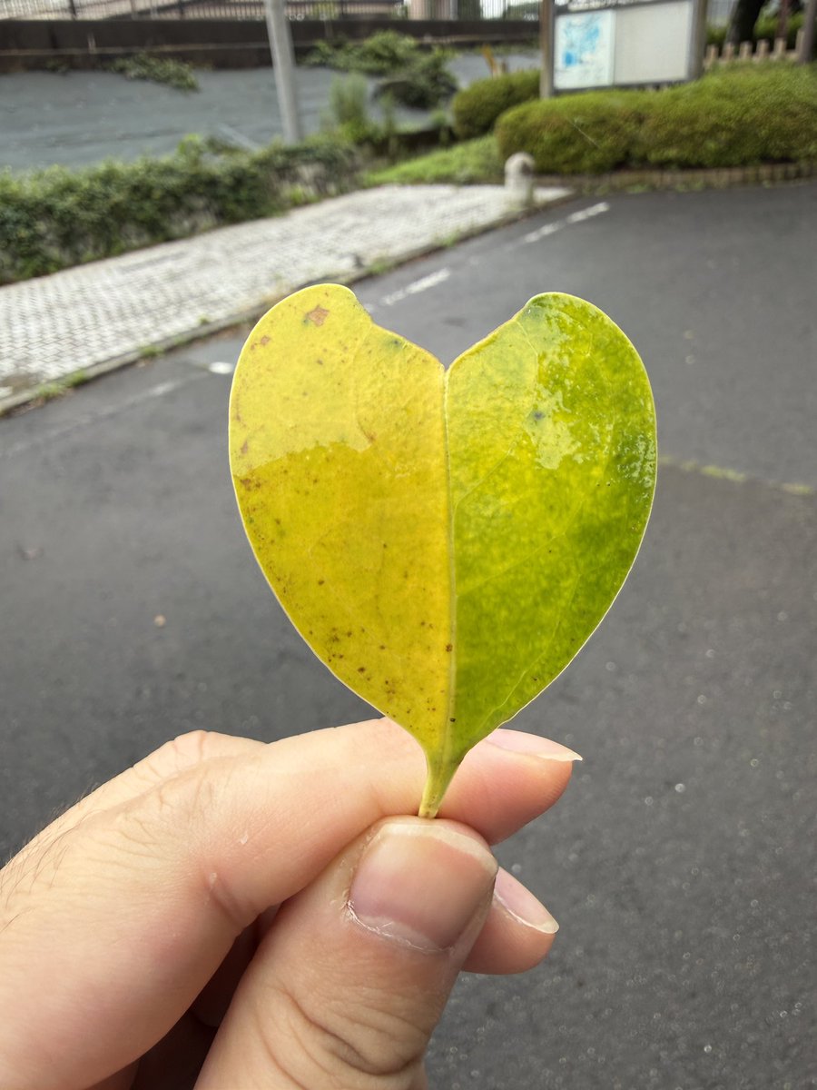 ut3gs's tweet photo. 初心者マーク https://t.co/MHXdjgV8i9