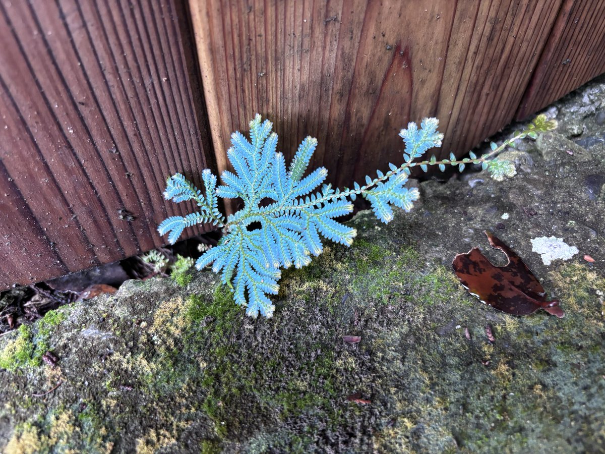 Usukesiri's tweet photo. すんごいターコイズブルーな植物を見つけたけどなんていう名前なんだろう https://t.co/MVRGtiiSx8