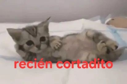 perla tweet media