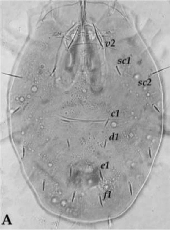 acarological_s's tweet photo. Occurrence of Eotetranychus libocedri (McGregor) (Acari: Tetranychidae) in Syria: a new record for the country
https://t.co/yv6SgcYRFQ
#acari  #mite #arachnida #acarology #tetranychidae https://t.co/NkpggkyMxf