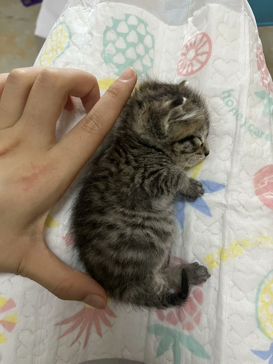 catsloversclubx's tweet photo. So tiny, yet already stealing hearts. 🩶🐾 https://t.co/Uj9F9CJnGE