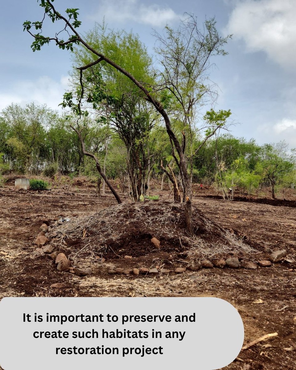 sushmadate's tweet photo. Ecological restoration on #vetaltekdi 💚

When restoring a degraded area, simply planting trees or sowing seeds is not enough.

A microhabitat is a highly localized, small-scale environment that differs from its surroundings. By providing specific conditions like unique temperatures, moisture levels, and shelter, these areas act as critical foundations for biodiversity, helping to support specialized organisms

Recreating microhabitats is what actually turns an empty landscape into a functional, resilient ecosystem