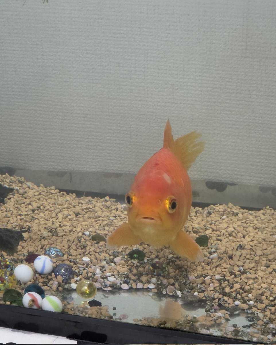 wakinmakka's tweet photo. 金魚さん、新しい水草買ってきたら喜んでた https://t.co/PS8ZedZK5u