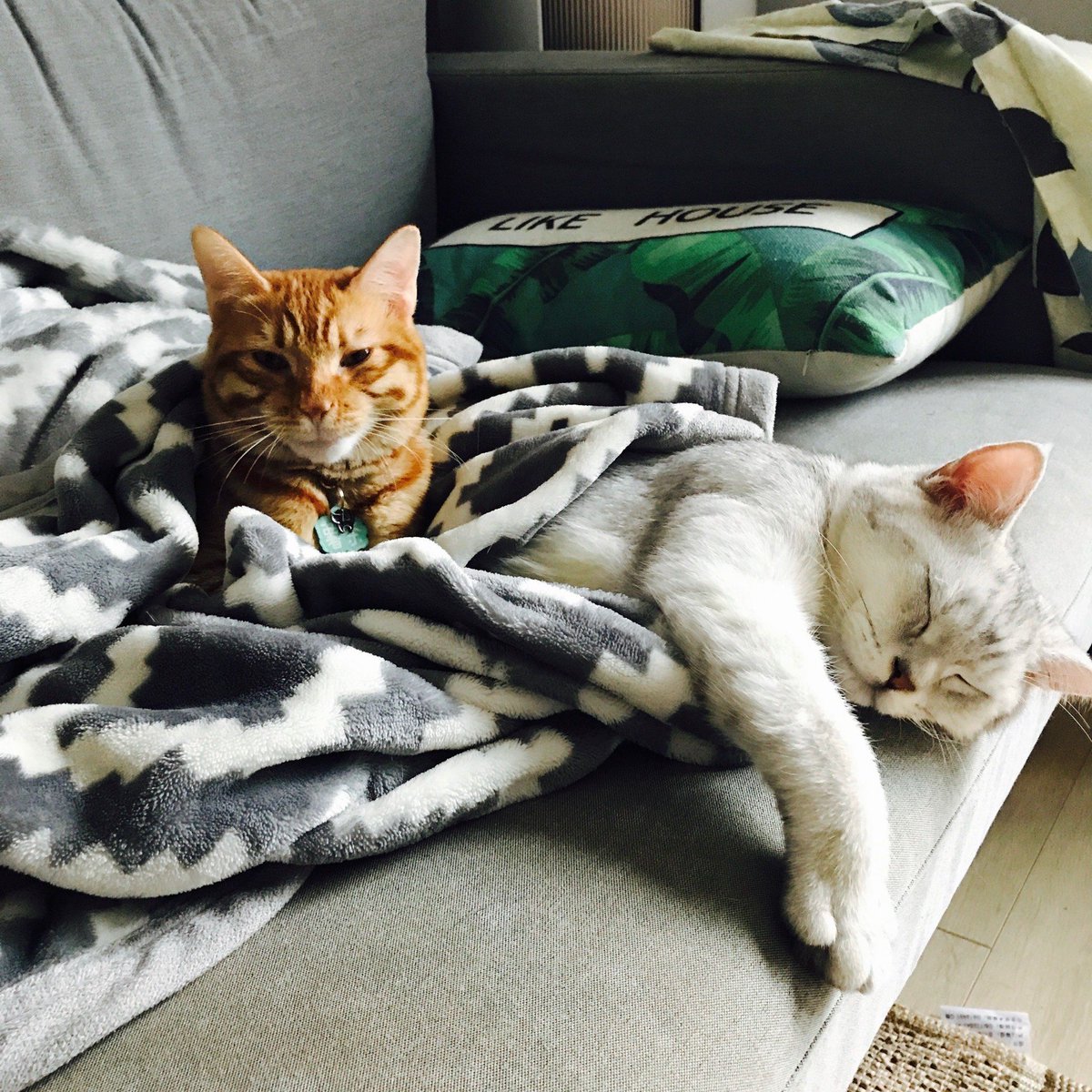 DamlaSe93241037's tweet photo. Spent the whole afternoon lazing on the couch, sharing snacks and silly shows with my favorite person — the best kind of day https://t.co/izyvJ8JIoc