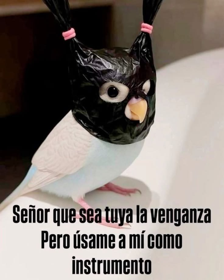 ANIMALITOSSANA's tweet photo. https://t.co/Xzy3Tya8UO