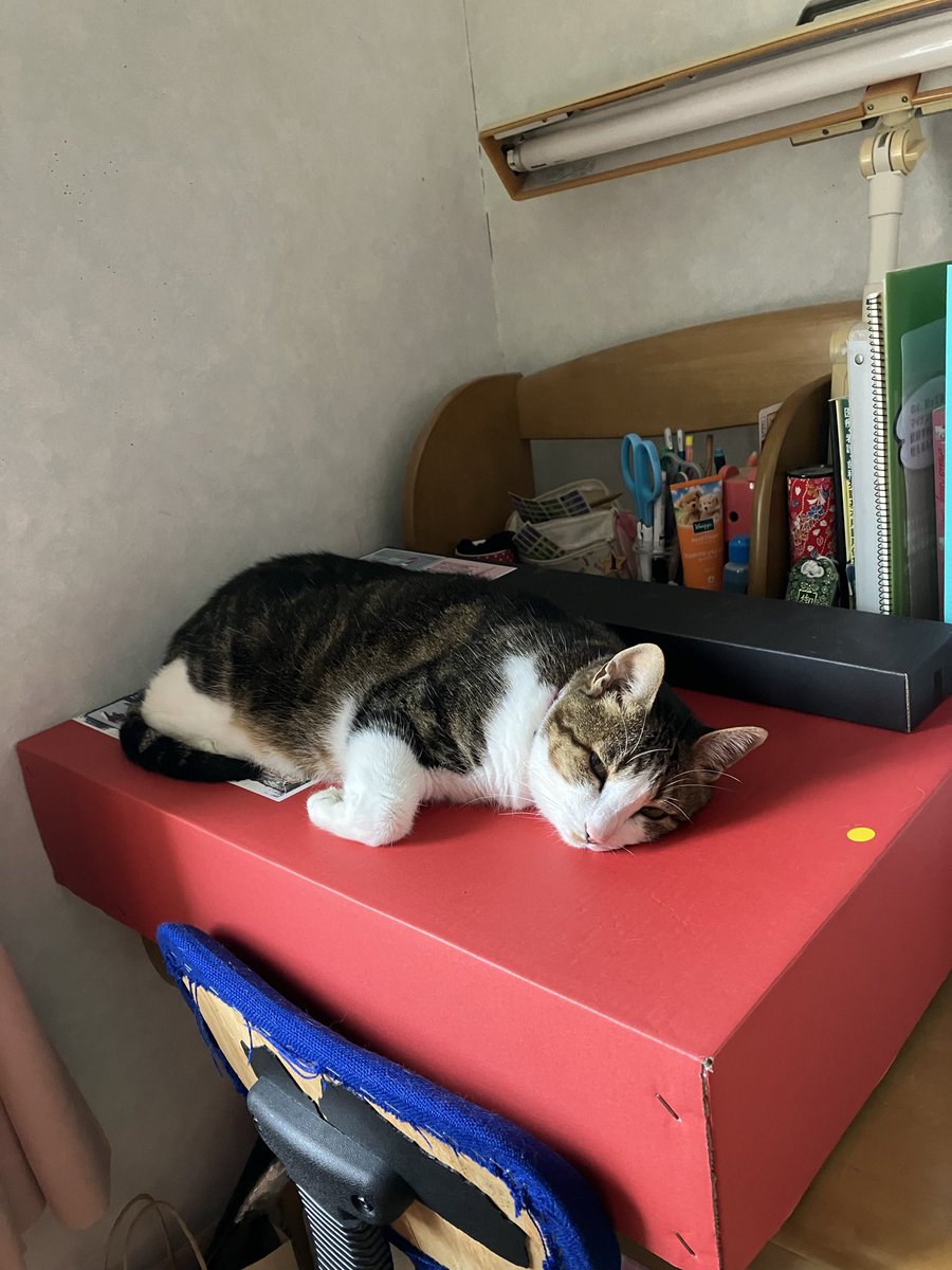 karirin20's tweet photo. 意外なところで寝転ぶりんちゃん🐈 https://t.co/ro5OirKBEy